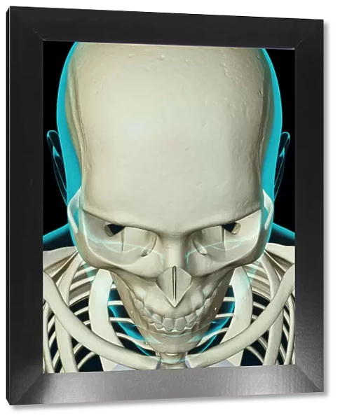 above view, anatomy, black background, bone, bone structure, bone structure of the face