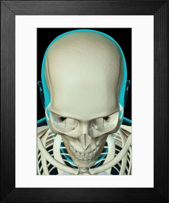 Framed Print : above view, anatomy, black background, bone, bone structure, bone structure of the face Framed Print : above view, anatomy, black background, bone, bone structure, bone structure of the face