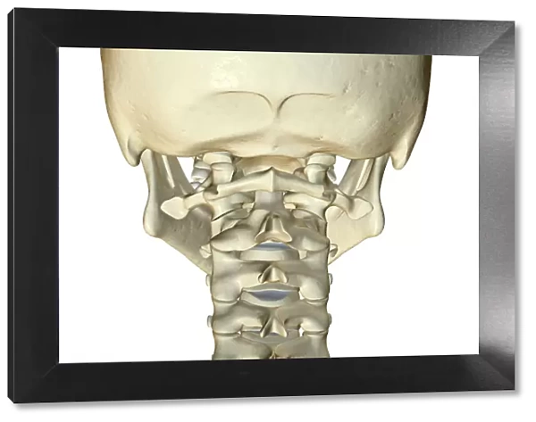 anatomy, back view, bone, bone structure, bone structure of the neck, bones, bones of the neck