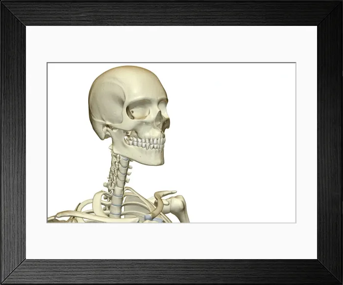 Framed Print : anatomy, bone, bone structure, bone structure of the head, bone structure of the neck Framed Print : anatomy, bone, bone structure, bone structure of the head, bone structure of the neck
