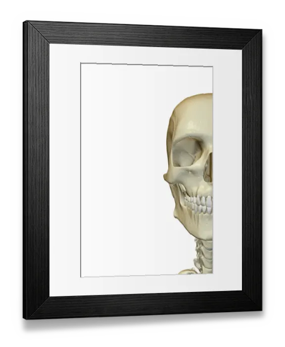 Framed Print : anatomy, bone, bone structure, bone structure of the face, bones, bones of the face Framed Print : anatomy, bone, bone structure, bone structure of the face, bones, bones of the face