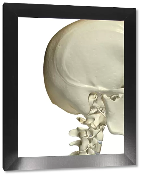 anatomy, atlas bone, axis bone, bone, bone structure, bone structure of the head