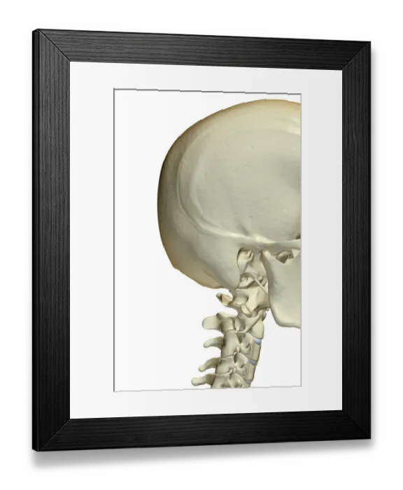 Framed Print : anatomy, atlas bone, axis bone, bone, bone structure, bone structure of the head Framed Print : anatomy, atlas bone, axis bone, bone, bone structure, bone structure of the head