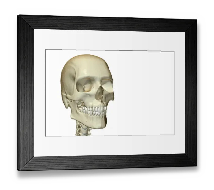 Framed Print : anatomy, bone, bone structure, bone structure of the face, bone structure of the head Framed Print : anatomy, bone, bone structure, bone structure of the face, bone structure of the head