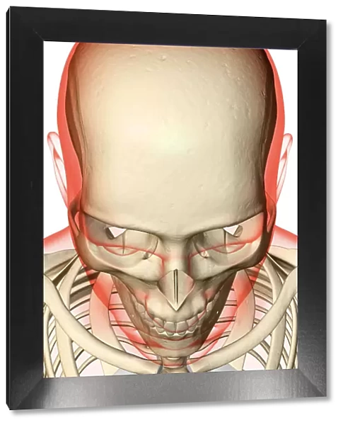 above view, anatomy, bone, bone structure, bone structure of the face, bone structure of the head