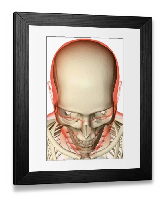 Framed Print : above view, anatomy, bone, bone structure, bone structure of the face, bone structure of the head Framed Print : above view, anatomy, bone, bone structure, bone structure of the face, bone structure of the head