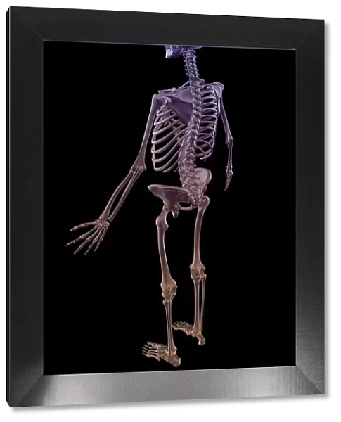 above view, anatomy, back view, black background, body, body bone structure, body bones