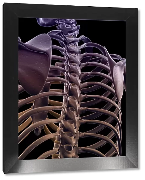 anatomy, back view, black background, bone, bone structure, bone structure of the upper body