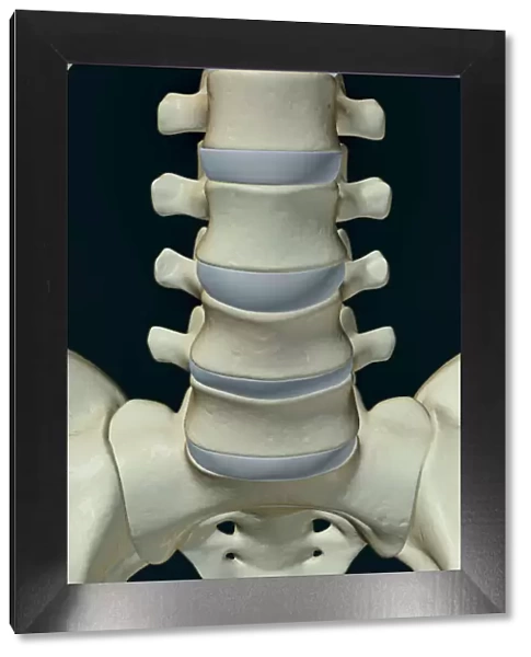 anatomy, black background, bone, bone structure, bone structure of the vertebrae