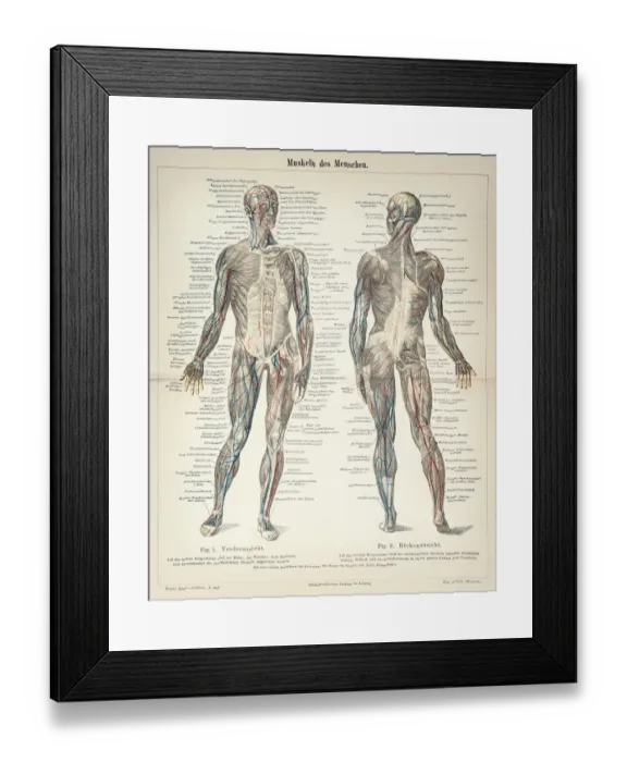 Framed Print : Human Muscles engraving 1896 Framed Print : Human Muscles engraving 1896
