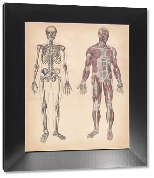 Human skeleton and muscles, hand-coloured engraving, published in 1861