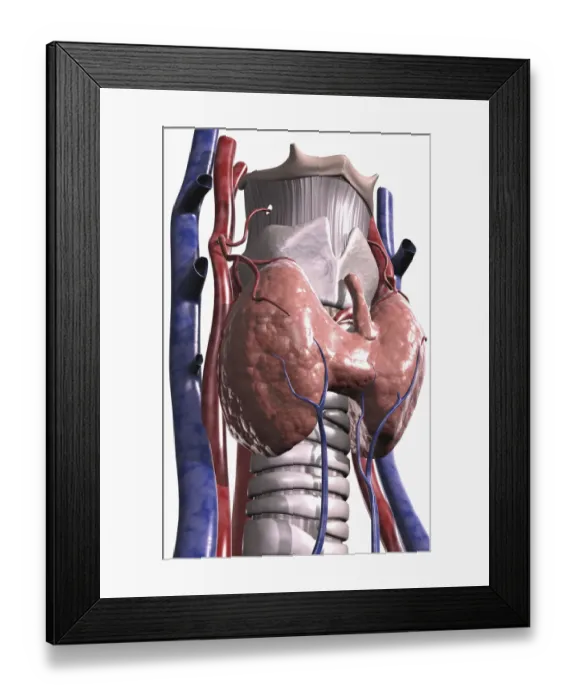 Framed Print : below view, blood vessels, close-up view, colour, front view, hyoid bone, larynx