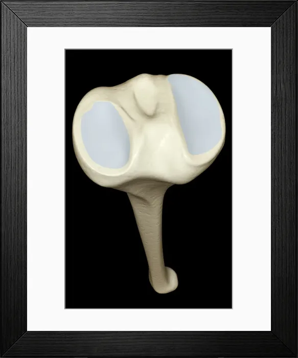 Framed Print : above view, anatomy, back view, black background, bone, bone structure, bones, close-up view Framed Print : above view, anatomy, back view, black background, bone, bone structure, bones, close-up view