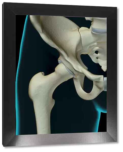 anatomy, black background, bone, bone structure, bone structure of the hip, bones