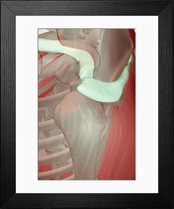 Framed Print : above view, anatomy, human, illustration, muscles, muscles of the shoulder, musculature
