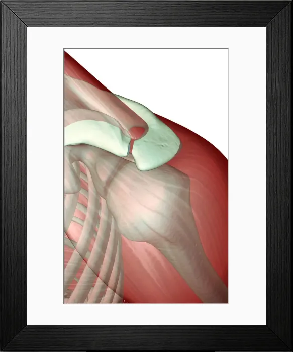 Framed Print : above view, anatomy, deltoid, front view, human, illustration, muscles, muscles of the shoulder Framed Print : above view, anatomy, deltoid, front view, human, illustration, muscles, muscles of the shoulder