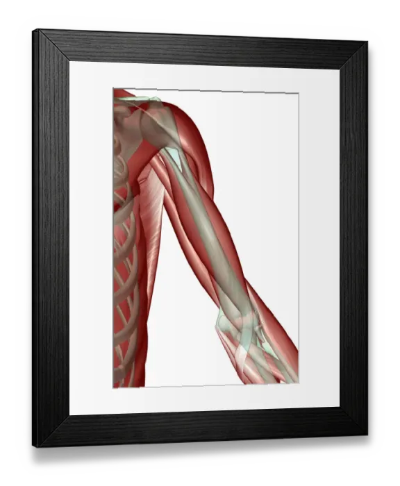 Framed Print : anatomy, biceps, biceps aponeurosis, biceps brachii, close-up view, deltoid, front view Framed Print : anatomy, biceps, biceps aponeurosis, biceps brachii, close-up view, deltoid, front view