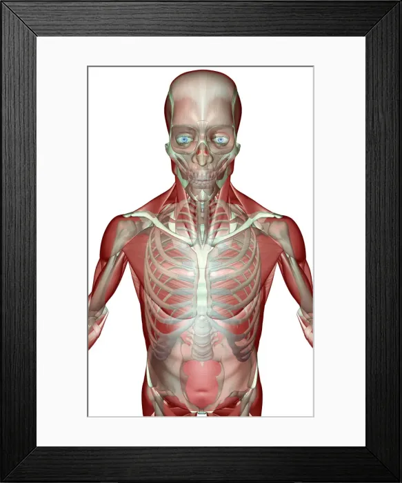 Framed Print : above view, anatomy, chest, chest muscles, external oblique, front view, human, illustration Framed Print : above view, anatomy, chest, chest muscles, external oblique, front view, human, illustration