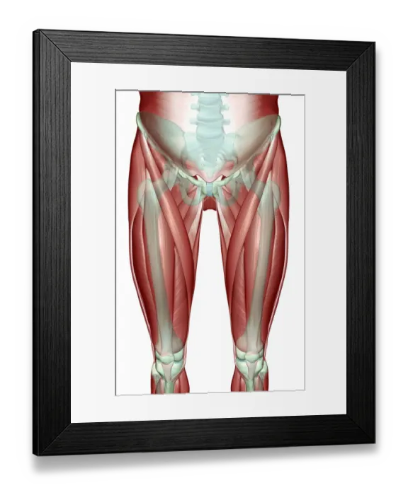 Framed Print : adductor longus, anatomy, front view, hip, hip muscles, human, iliacus, illustration Framed Print : adductor longus, anatomy, front view, hip, hip muscles, human, iliacus, illustration