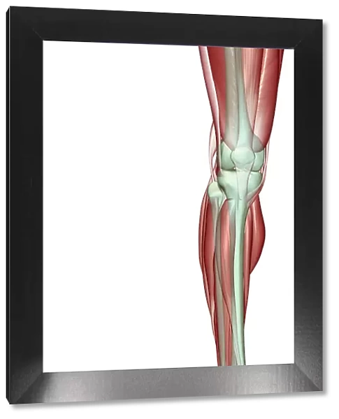 anatomy, front view, gastrocnemius, human, illustration, knee, knee muscles, knee tendons