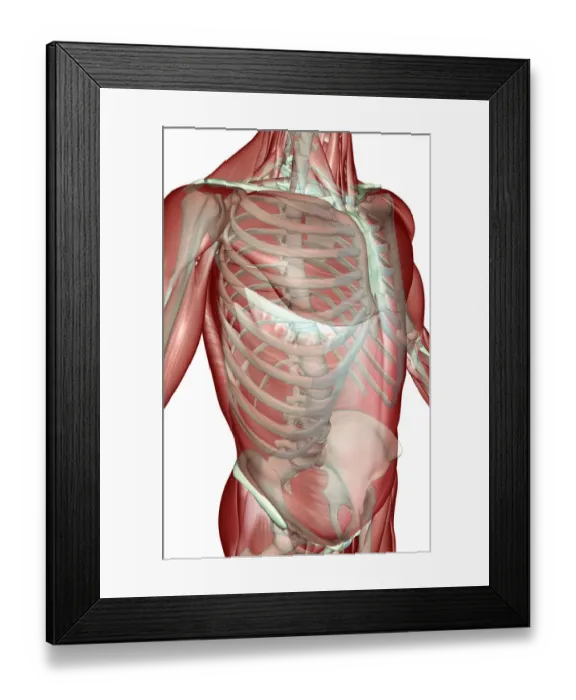 Framed Print : anatomy, external oblique, front view, human, illustration, muscles, muscles of the trunk Framed Print : anatomy, external oblique, front view, human, illustration, muscles, muscles of the trunk