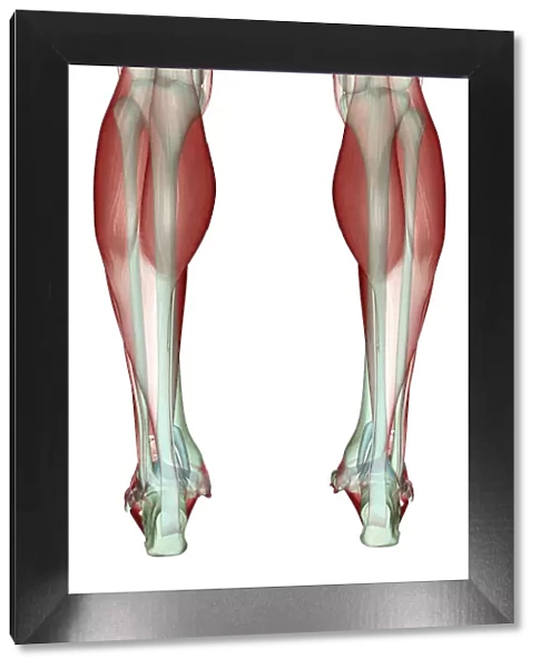 anatomy, back view, calcaneal tendon, gastrocnemius, human, illustration, leg muscles