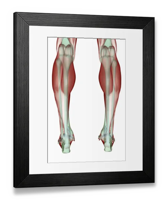 Framed Print : anatomy, back view, calcaneal tendon, gastrocnemius, human, illustration, leg muscles Framed Print : anatomy, back view, calcaneal tendon, gastrocnemius, human, illustration, leg muscles