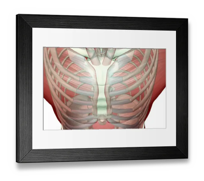 Framed Print : above view, anatomy, chest, chest muscles, close-up view, front view, human, illustration Framed Print : above view, anatomy, chest, chest muscles, close-up view, front view, human, illustration