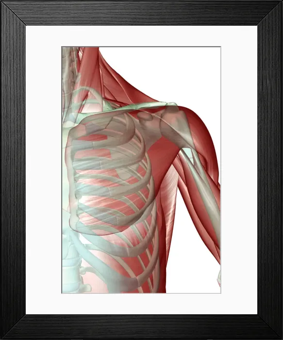 Framed Print : anatomy, deltoid, front view, human, illustration, muscles, muscles of the shoulder Framed Print : anatomy, deltoid, front view, human, illustration, muscles, muscles of the shoulder