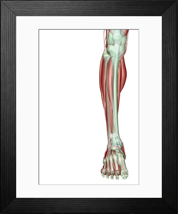 Framed Print : anatomy, dorsal interosseus, extensor digitorum brevis, extensor digitorum longus Framed Print : anatomy, dorsal interosseus, extensor digitorum brevis, extensor digitorum longus