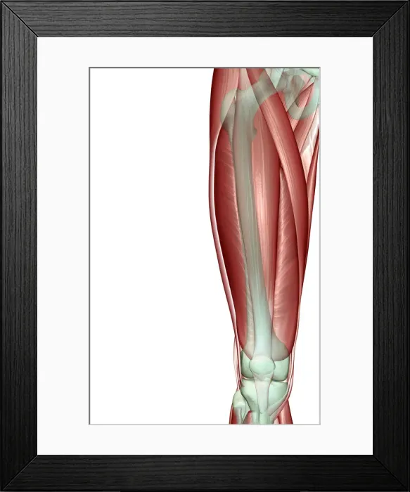 Framed Print : anatomy, front view, human, illustration, muscles, muscles of the thigh, musculature Framed Print : anatomy, front view, human, illustration, muscles, muscles of the thigh, musculature