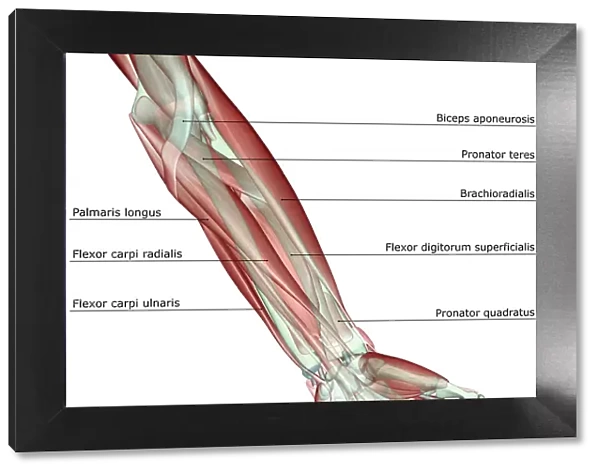 anatomy, arm, arm muscles, biceps aponeurosis, brachioradialis, flexor carpi radialis
