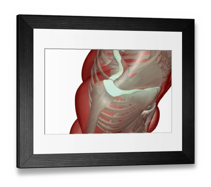 Framed Print : above view, anatomy, deltoid, front view, human, illustration, muscles, muscles of the shoulder Framed Print : above view, anatomy, deltoid, front view, human, illustration, muscles, muscles of the shoulder