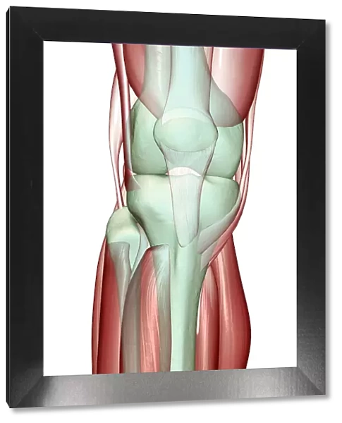 anatomy, close-up view, front view, gracilis tendon, human, illustration, knee, knee muscles