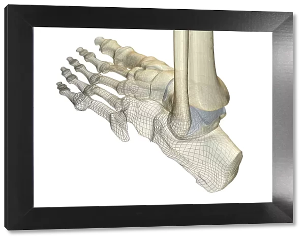 anatomy, back view, bone, bone structure, bone structure of the foot, bones, bones of the foot