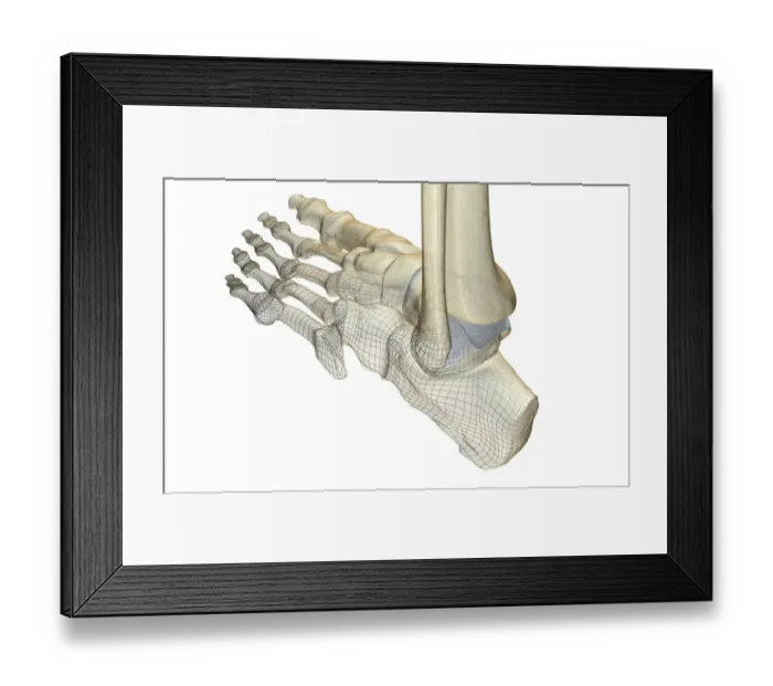 Framed Print : anatomy, back view, bone, bone structure, bone structure of the foot, bones, bones of the foot Framed Print : anatomy, back view, bone, bone structure, bone structure of the foot, bones, bones of the foot