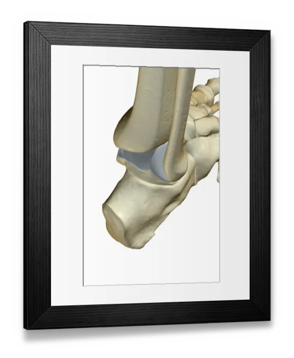 Framed Print : anatomy, ankle, ankle bone structure, ankle bones, back view, bone, bone structure Framed Print : anatomy, ankle, ankle bone structure, ankle bones, back view, bone, bone structure