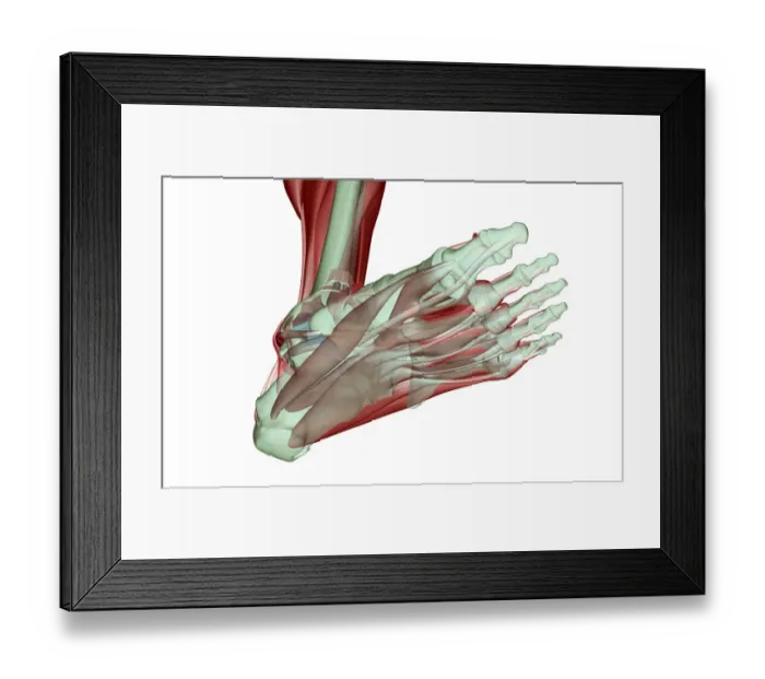 Framed Print : abductor digiti minimi, abductor hallucis, anatomy, below view, flexor digitorum brevis Framed Print : abductor digiti minimi, abductor hallucis, anatomy, below view, flexor digitorum brevis