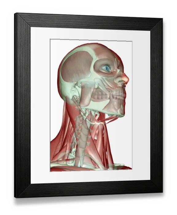 Framed Print : anatomy, anterior scalene, below view, buccinator, digastric, front view, head, head muscles Framed Print : anatomy, anterior scalene, below view, buccinator, digastric, front view, head, head muscles