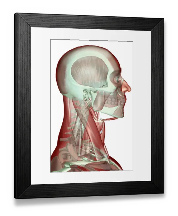 Framed Print : anatomy, anterior scalene, digastric, face, face muscles, head, head muscles, human Framed Print : anatomy, anterior scalene, digastric, face, face muscles, head, head muscles, human