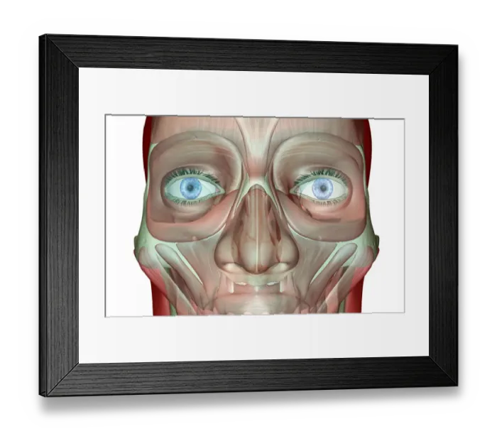 Framed Print : anatomy, close-up view, face, face muscles, front view, human, illustration, levator Framed Print : anatomy, close-up view, face, face muscles, front view, human, illustration, levator