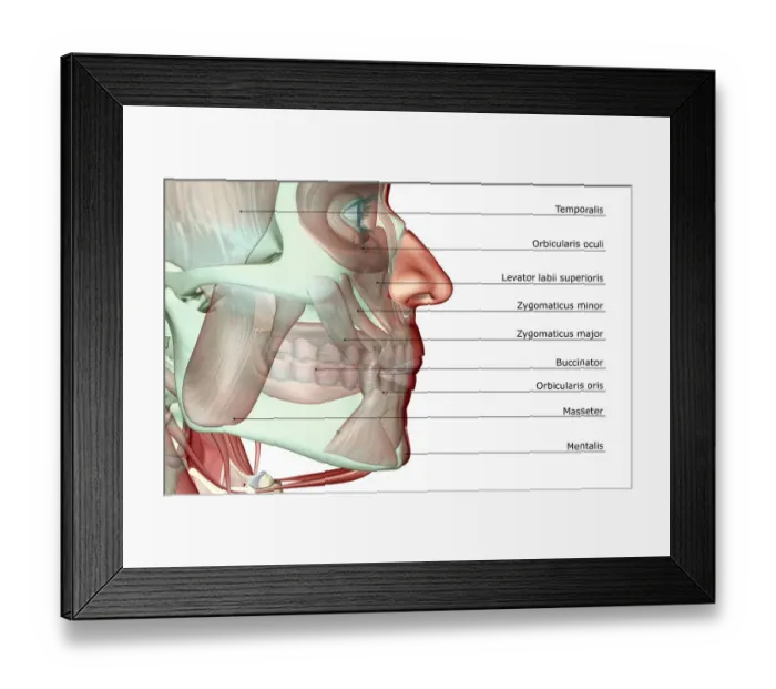 Framed Print : anatomy, buccinator, close-up view, digastric, human, illustration, jaw, jaw muscles Framed Print : anatomy, buccinator, close-up view, digastric, human, illustration, jaw, jaw muscles