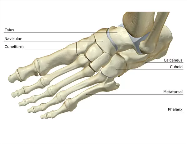 above view, anatomy, bone, bone structure, bone structure of the foot, bones, bones of the foot