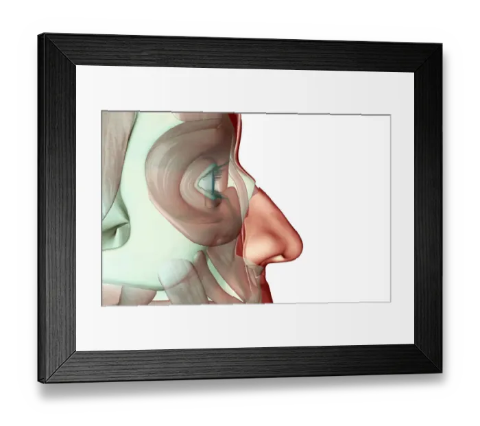 Framed Print : anatomy, face, face muscles, human, illustration, muscles, muscles of the face, musculature Framed Print : anatomy, face, face muscles, human, illustration, muscles, muscles of the face, musculature