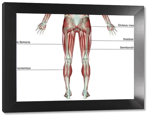 anatomy, back view, biceps femoris, gastrocnemius, gluteus maximus, gracilis, human