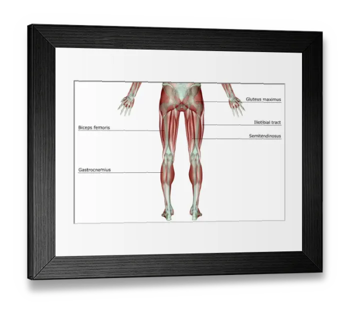 Framed Print : anatomy, back view, biceps femoris, gastrocnemius, gluteus maximus, gracilis, human Framed Print : anatomy, back view, biceps femoris, gastrocnemius, gluteus maximus, gracilis, human