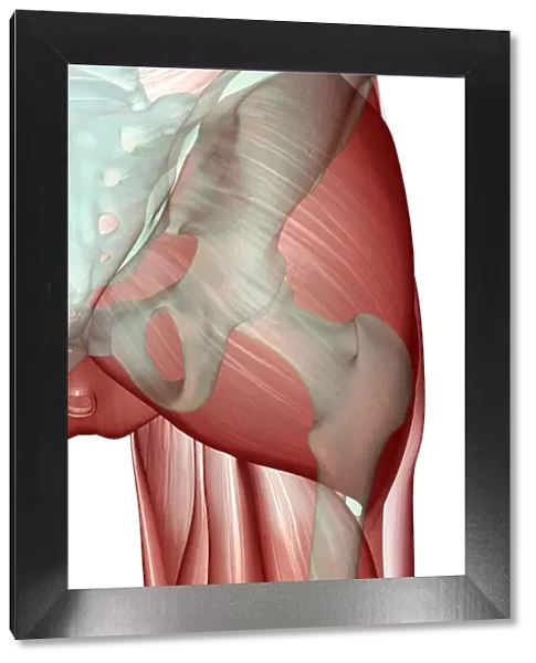 anatomy, back view, close-up view, gluteus maximus, hip, hip muscles, human, illustration