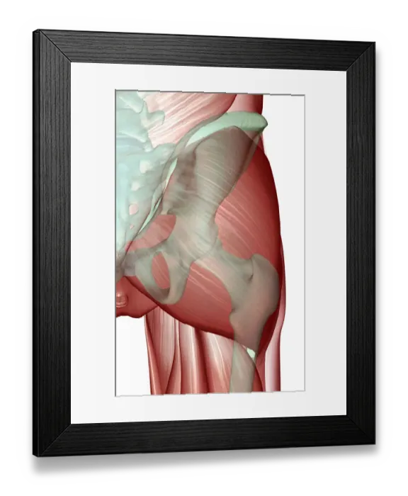 Framed Print : anatomy, back view, close-up view, gluteus maximus, hip, hip muscles, human, illustration