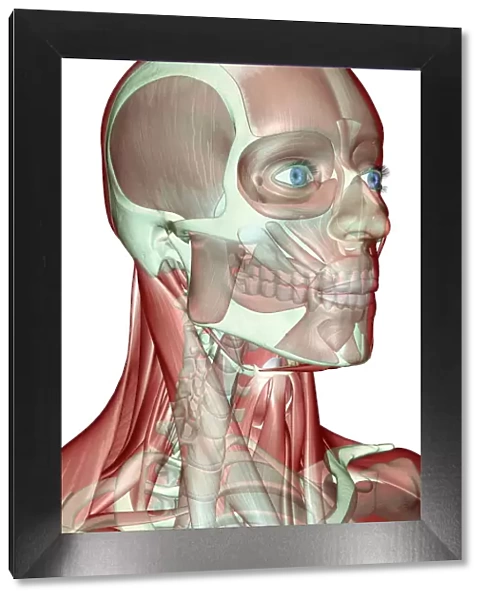 anatomy, buccinator, digastric, face, face muscles, front view, frontalis, head, head muscles