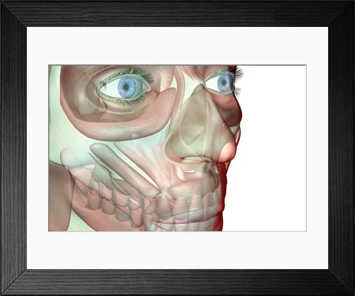 Framed Print : anatomy, buccinator, face, face muscles, front view, frontalis, head, head muscles Framed Print : anatomy, buccinator, face, face muscles, front view, frontalis, head, head muscles